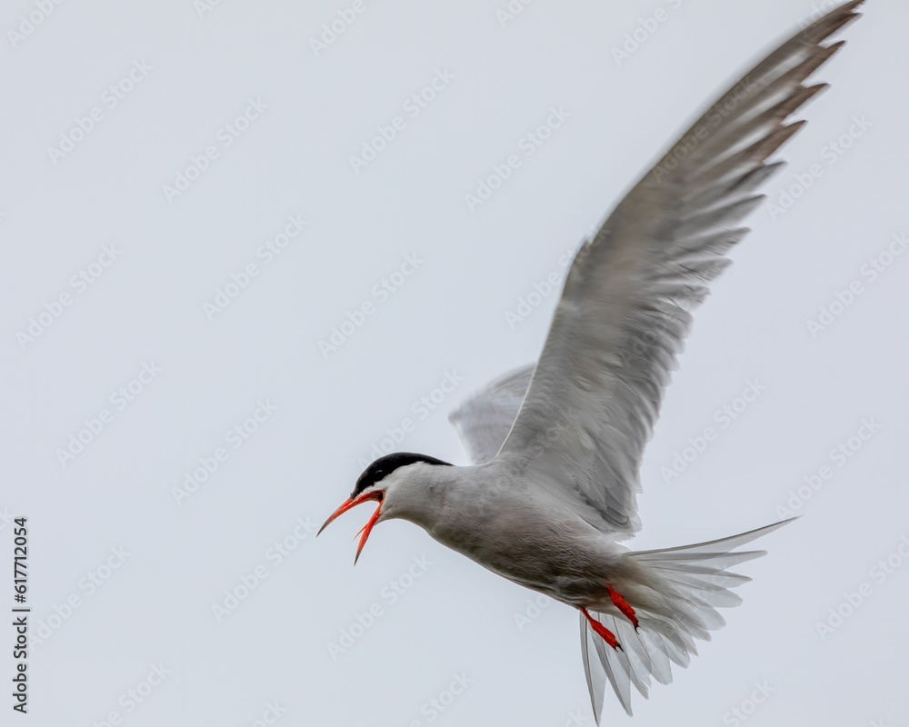 Obraz premium Close-up shot of an Arctic tern in flight, its wings outstretched and gliding through a sky