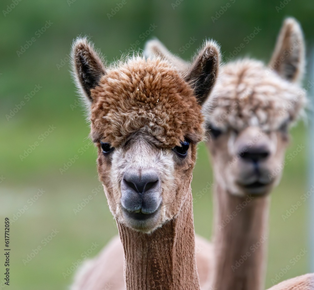 Closeup of two adorable fluffy alpacas standing in a lush green field