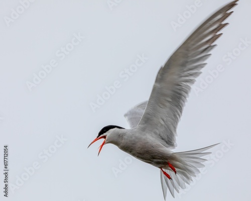 Close-up shot of an Arctic tern in flight, its wings outstretched and gliding through a sky