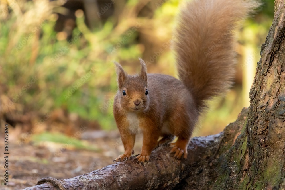 Scottish red squirrel atop a wooden tree branch in a lush, green forest Scottish red squirrel atop a wooden tree branch in a lush, green forest