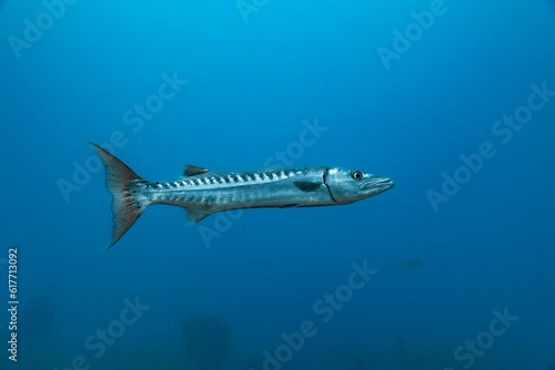 Barracuda scuba fish swimming in a tranquil aquatic environment © John4938/Wirestock Creators