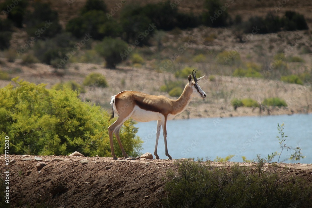 Fototapeta premium Brown Springbok standing on the lakeside in spring
