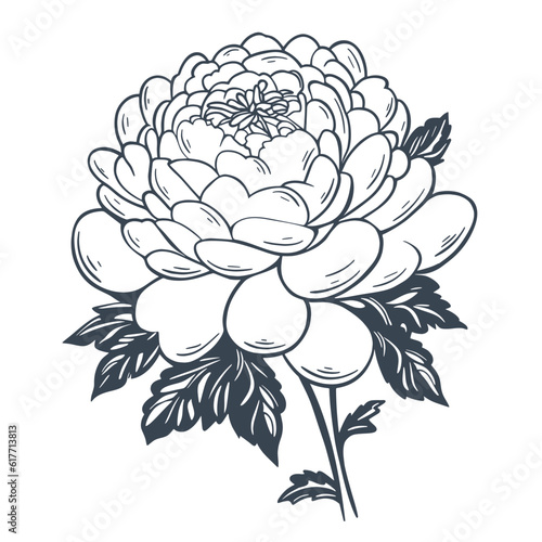 Beautiful vintage flower on stem with foliage ink sketch. Hand drawn outline garden peony. Lush rose bloom  isolated vector illustration