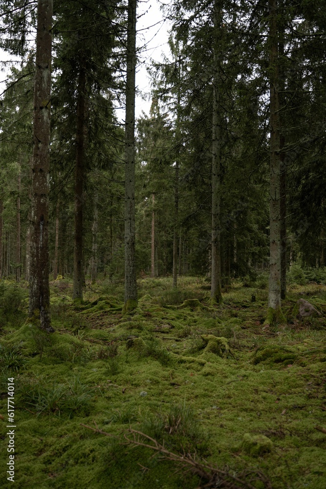 Beautiful view into a moody dark forest in Germany