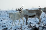Herd of reindeer grazing in a field covered with snow in winter in  Cairngorm, Scotland
