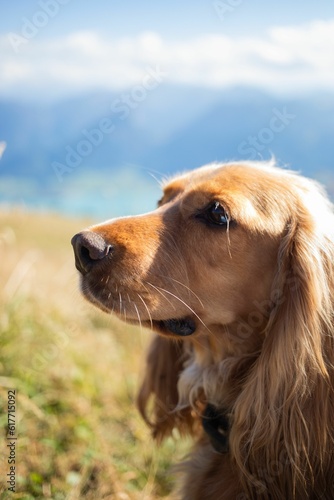 Fototapeta Naklejka Na Ścianę i Meble -  Cheerful golden retriever stands atop a lush green hillside, staring curiously up at the blue sky