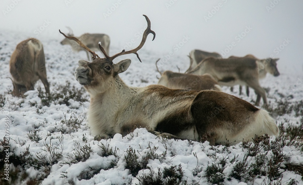 Majestic adult reindeer in snow-covered field in the Cairngorms, Scotland on a foggy day Majestic adult reindeer in snow-covered field in the Cairngorms, Scotland on a foggy day