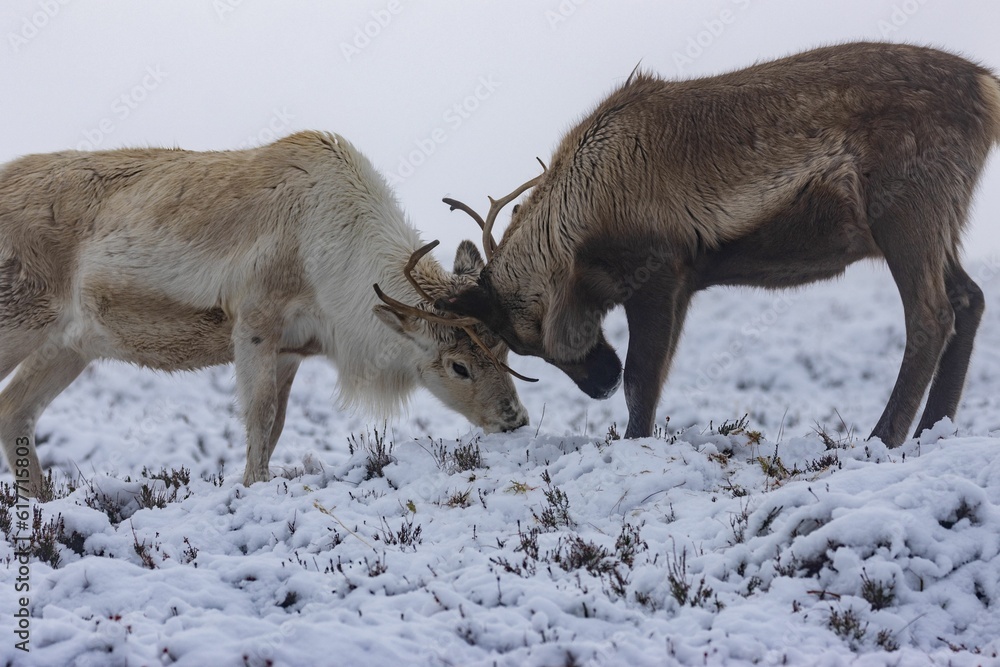 Reindeer battle with antlers in a winter landscape on a foggy day Reindeer battle with antlers in a winter landscape on a foggy day