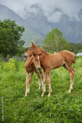 Horses standing side by side in a lush green pasture with majestic mountain peaks in the background © Wang Jixun/Wirestock Creators