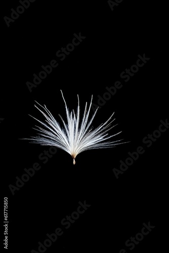 Vertical shot of floating white feathers on a black background