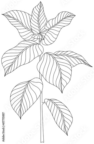 Leaves isolated on white collection. Tropical leaves hand drawn abstract illustration.