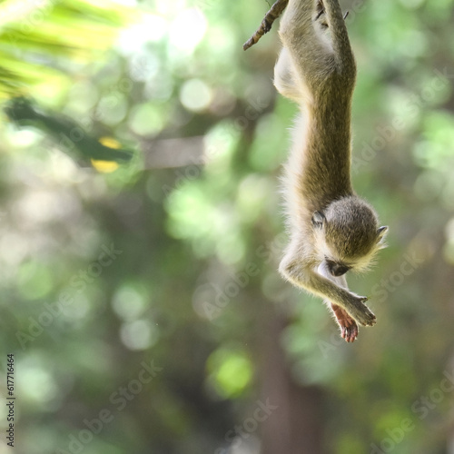 Singe acrobate 