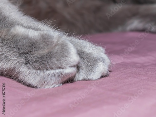 Gray kitty paws closeup, horizontal