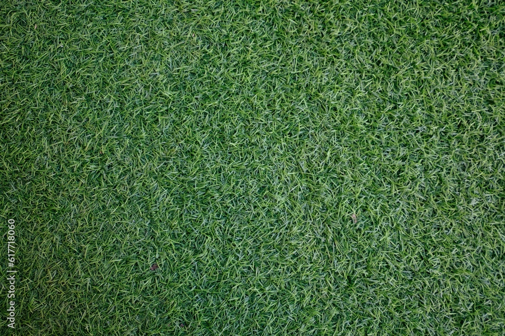 Fototapeta premium Field of fresh green lawn grass texture natural background .