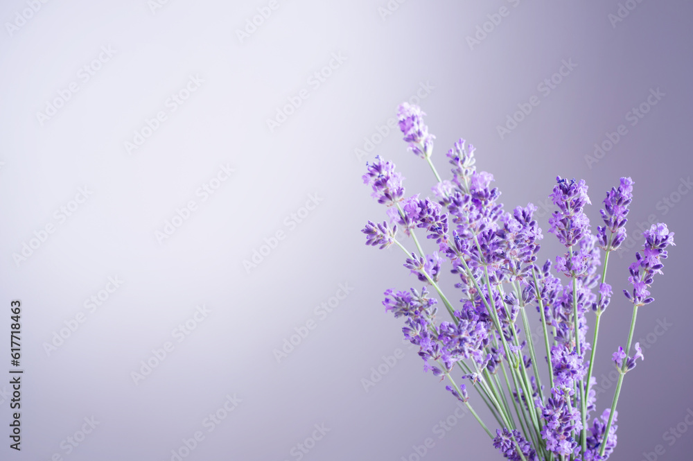 Obraz premium lavender flowers on background purple wall