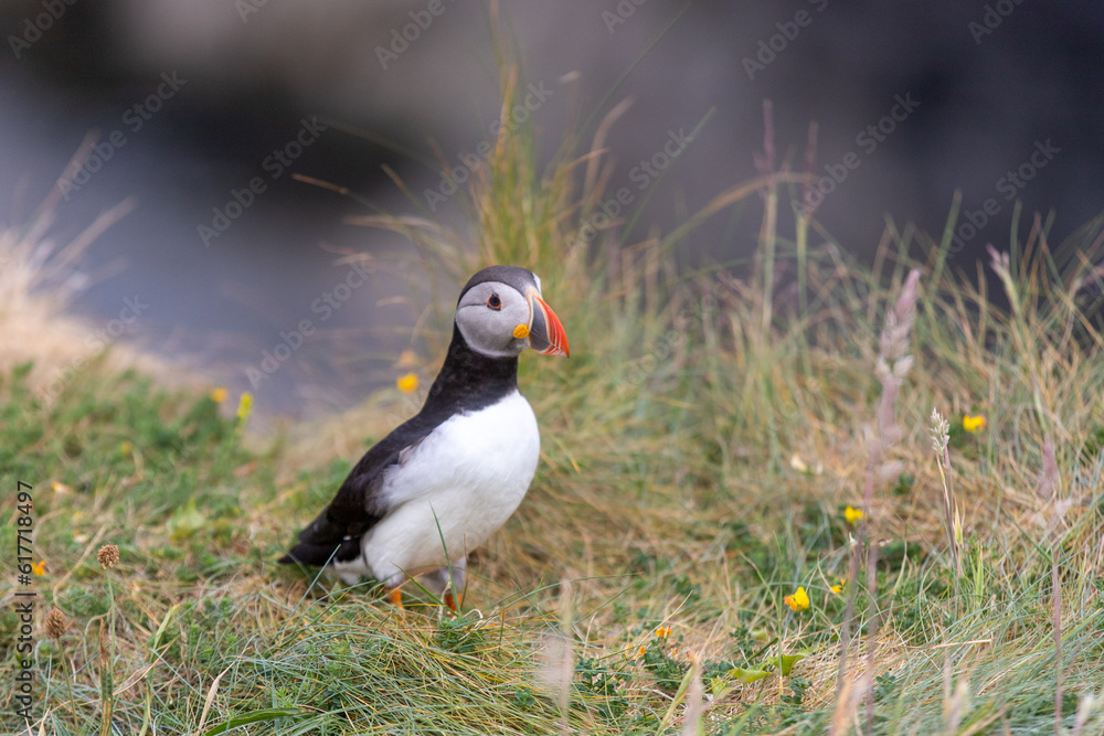 This photo shows a beautiful puffin or also named sea parrot which is a sea bird. The puffin comes to land for nestling. The picture was made on Staffa near the Isle of Mull, Scotland This photo shows a beautiful puffin or also named sea parrot which is a sea bird. The puffin comes to land for nestling. The picture was made on Staffa near the Isle of Mull, Scotland