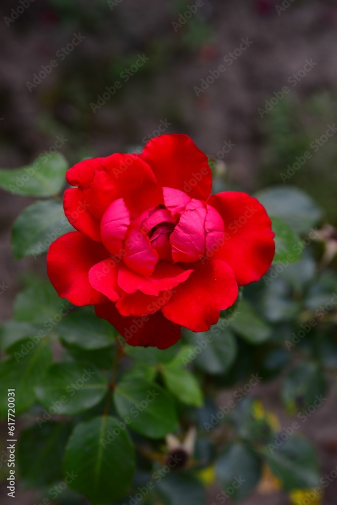 a red rose that is blooming with green leaves in the ground