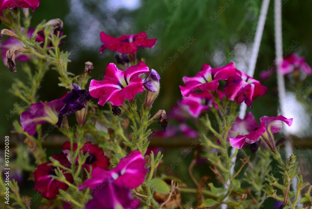 Fototapeta premium Vibrant petunia flower blooming amongst lush green foliage in a natural outdoor setting