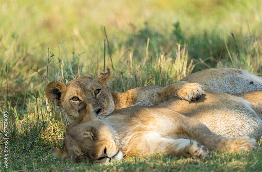 two lions are laying down in the grass together together on their back two lions are laying down in the grass together together on their back