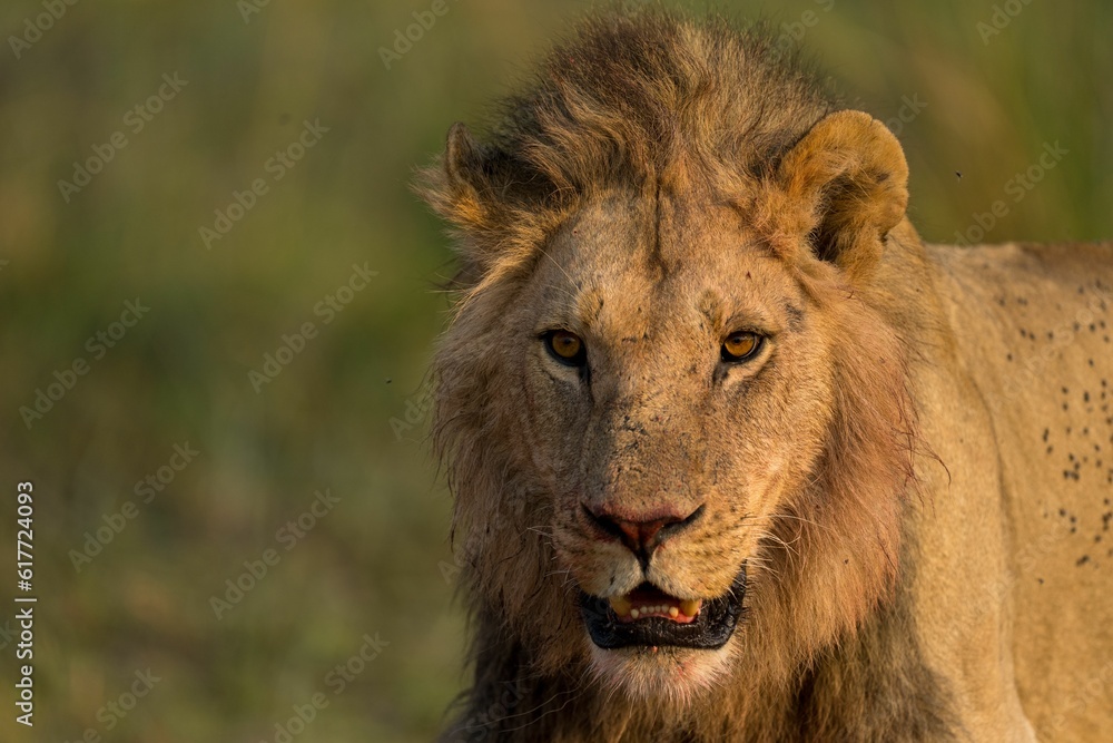 Majestic lion in Botswana Safari. Majestic lion in Botswana Safari.