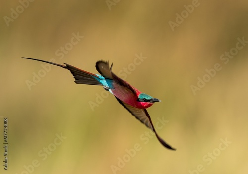 Foto Southern carmine bee-eater bird soars above a sunlit landscape of grass and trees