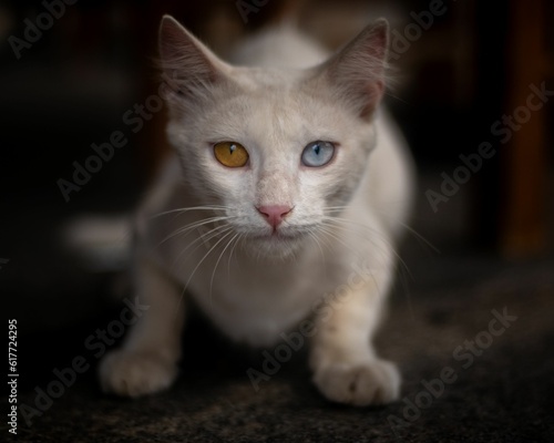Fototapeta Naklejka Na Ścianę i Meble -  Beautiful white cat with heterochromia of different colored eyes looking at the camera