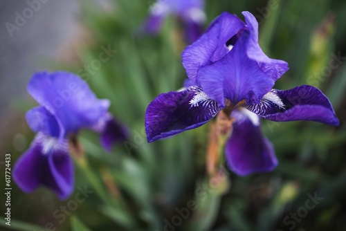 Closeup of purple Japanese iris flowers growing in the garden photo