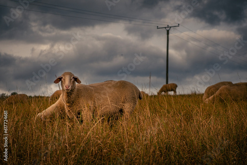 Canvas Print herd of elephants