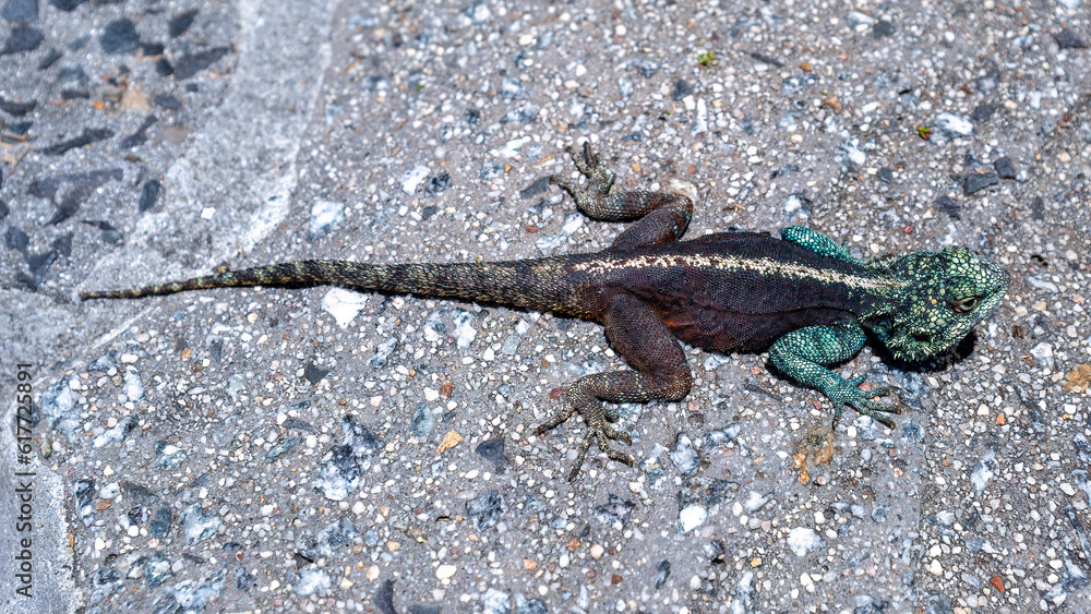 Southern Rock Agama / Southern african rock agama
Agamidae lizard family Southern Rock Agama / Southern african rock agama
Agamidae lizard family