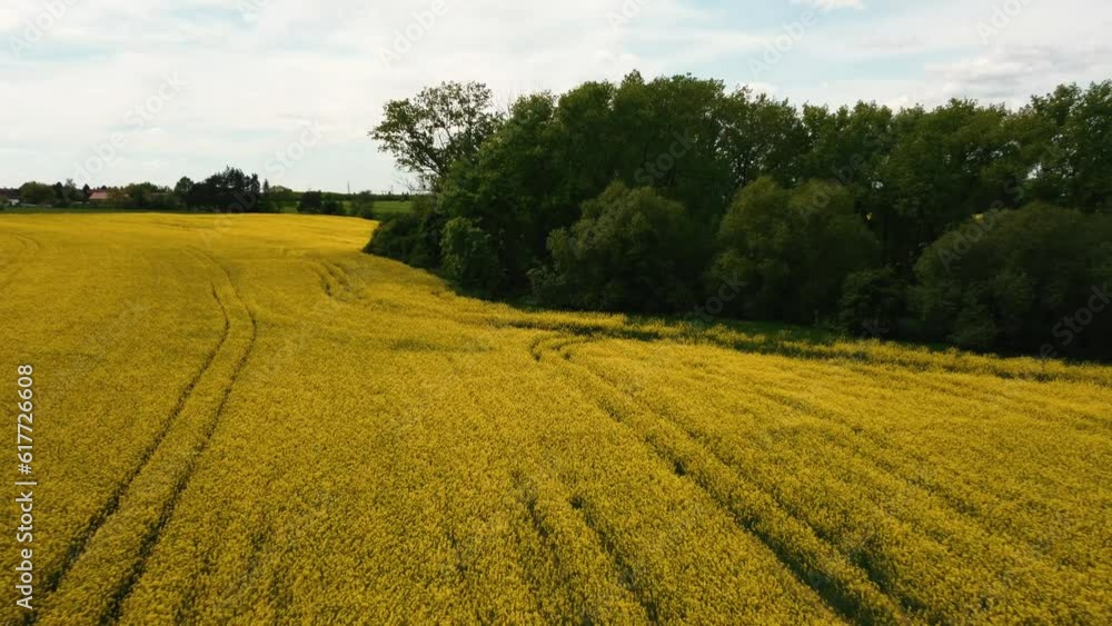Drone view above a rapeseed field surrounded by green trees Drone view above a rapeseed field surrounded by green trees