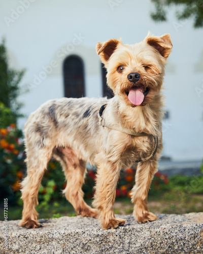 yorkshire terrier with short haircut posing in park © BROTEstudio