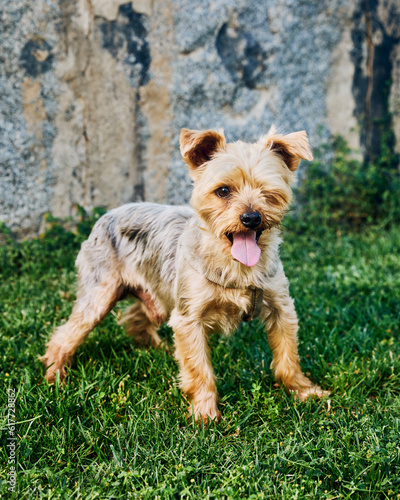 yorkshire terrier with short haircut posing on the grass © BROTEstudio