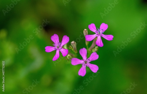 Sweet William Catchfly Flowers