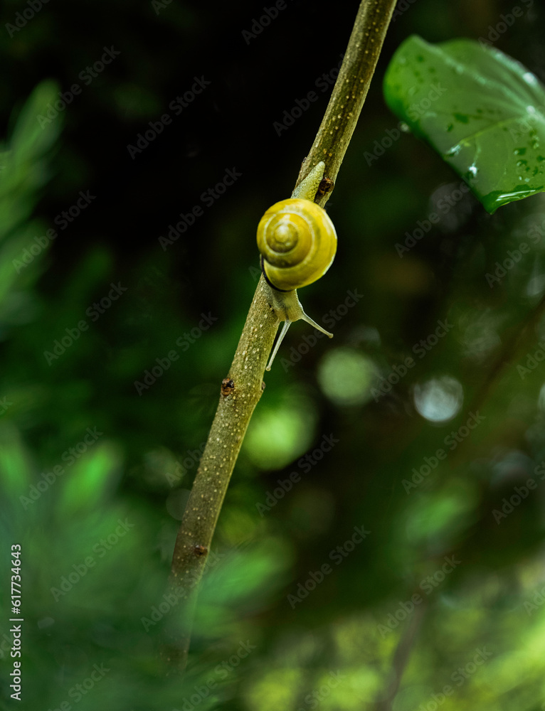 Snail