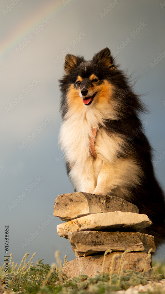 Obraz premium Dogs smiling