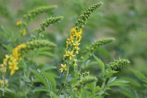 Foto Agrimonia eupatoria. Common agrimony yellow flowers.