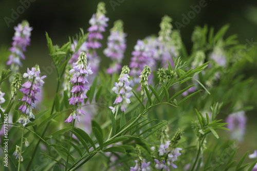 Blossoming galega officinalis  goat rue. Medicinal herb.