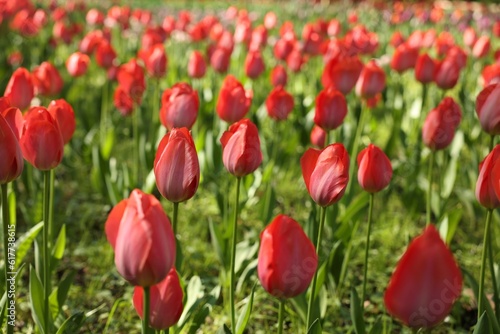 Beautiful red tulips growing outdoors on sunny day  closeup
