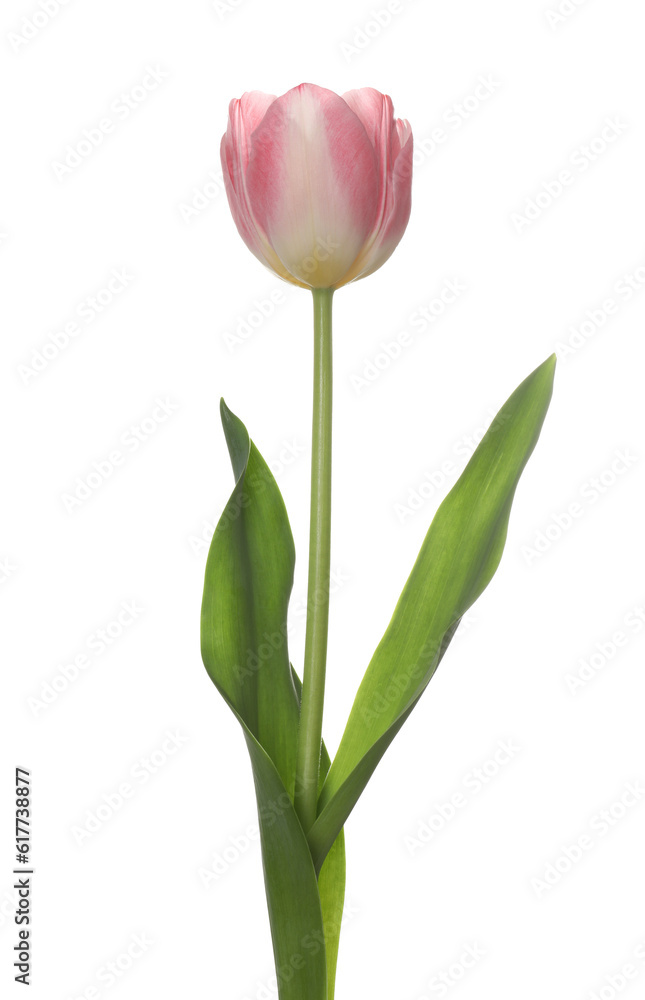 Beautiful pink tulip flower isolated on white Beautiful pink tulip flower isolated on white