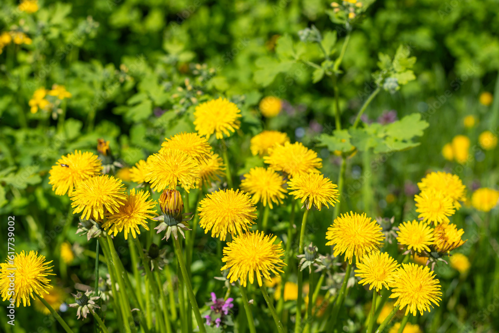 Yellow flowers of dandelion meadow with flowers in spring. Yellow flowers of dandelion meadow with flowers in spring.
