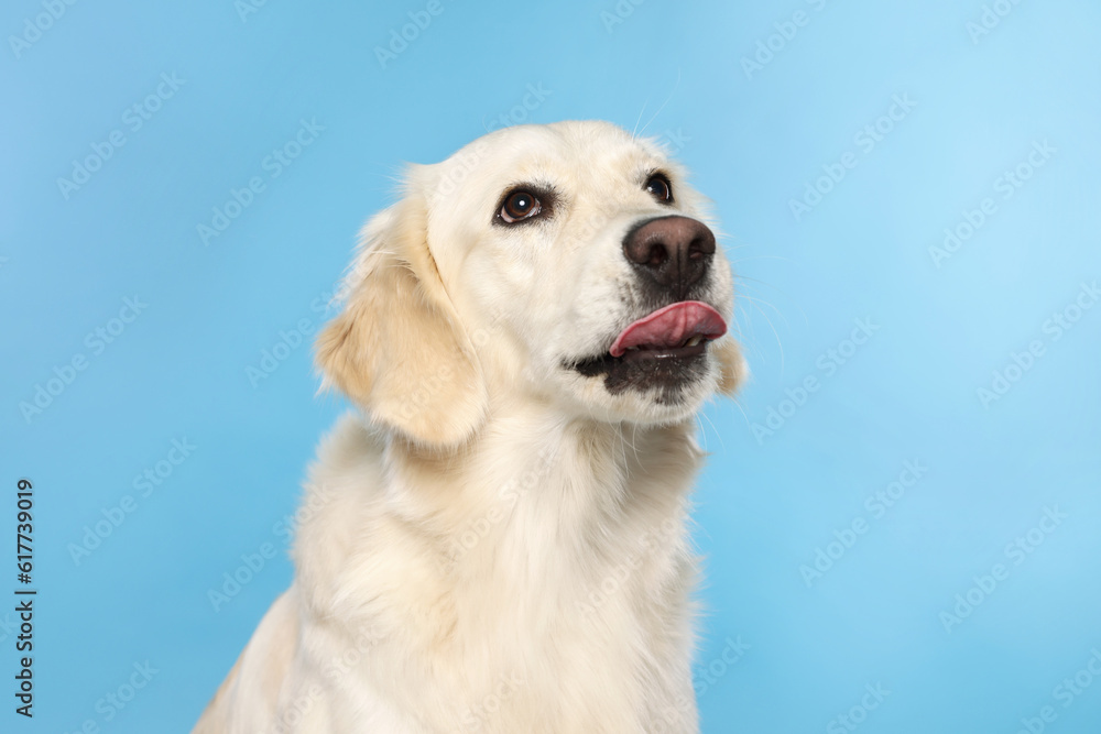 Cute Labrador Retriever showing tongue on light blue background Cute Labrador Retriever showing tongue on light blue background