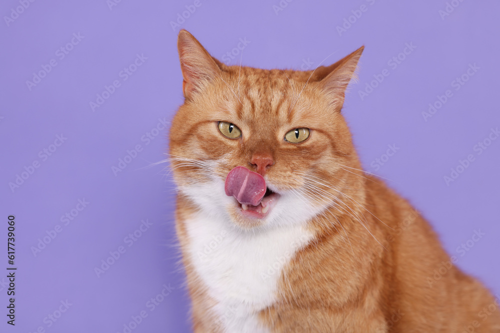 Cute cat licking itself on lilac background