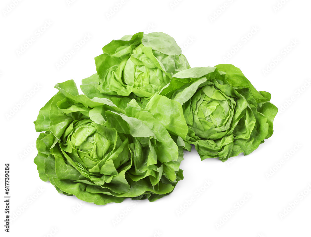Fresh green butter lettuce heads isolated on white Fresh green butter lettuce heads isolated on white