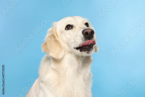 Cute Labrador Retriever showing tongue on light blue background © New Africa