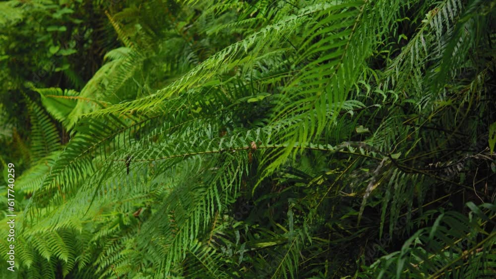 Fern thickets bushes. Yagirala Rain Forest. Sri Lanka. Close up. Fern thickets bushes. Yagirala Rain Forest. Sri Lanka. Close up.