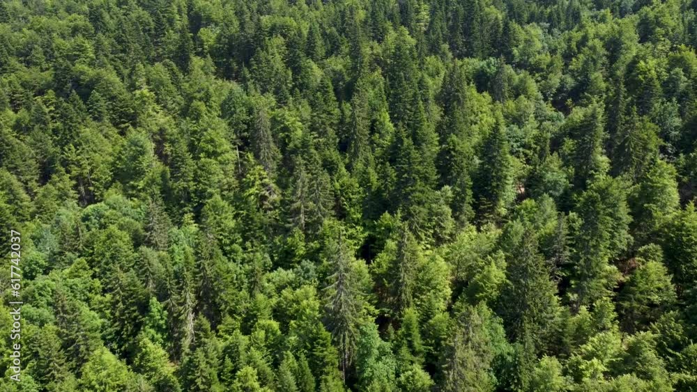 Green forest on mountain in spring, aerial drone view. Trees growing in nature. Beautiful Deciduous and coniferous forest, view from above. Woodland. Green forest on mountain in spring, aerial drone view. Trees growing in nature. Beautiful Deciduous and coniferous forest, view from above. Woodland.
