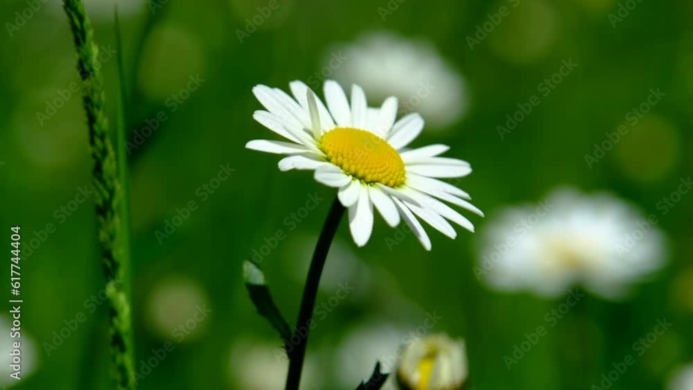 A closeup of a Camille flower with a blurry green background. A closeup of a Camille flower with a blurry green background.