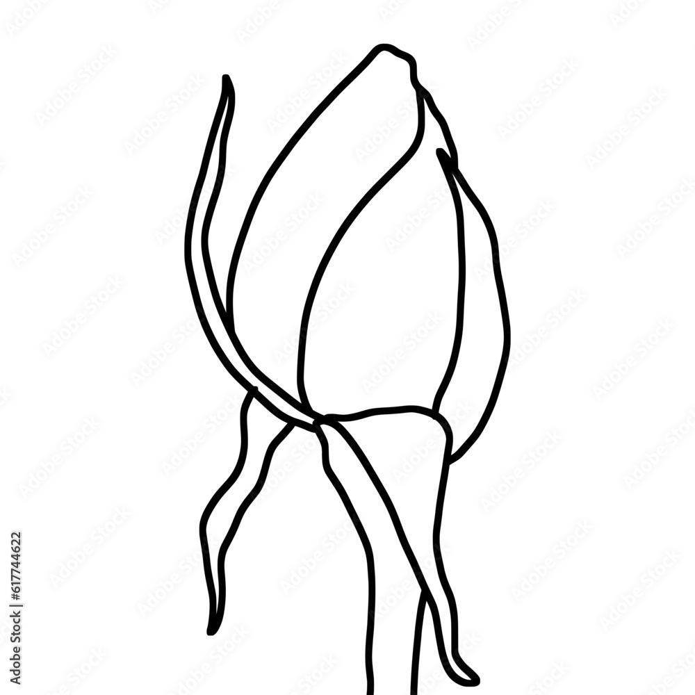 sketch of flower bud