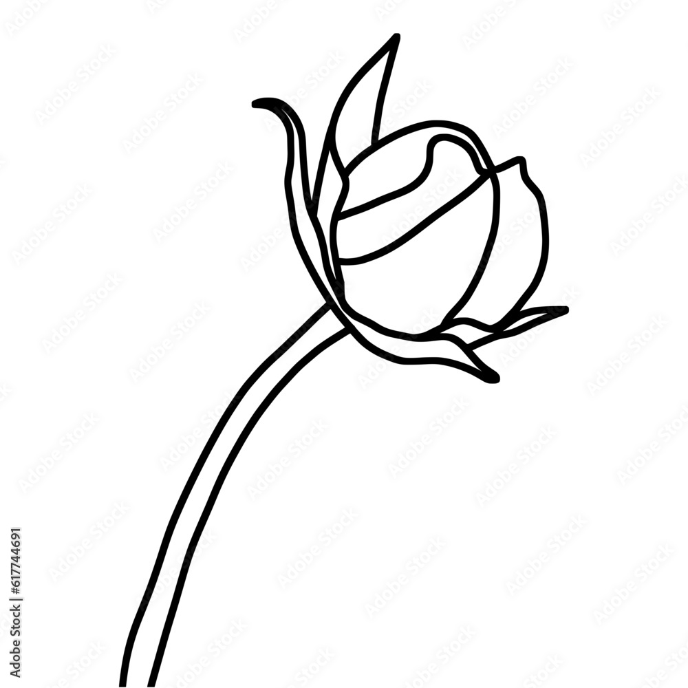 sketch of flower bud sketch of flower bud