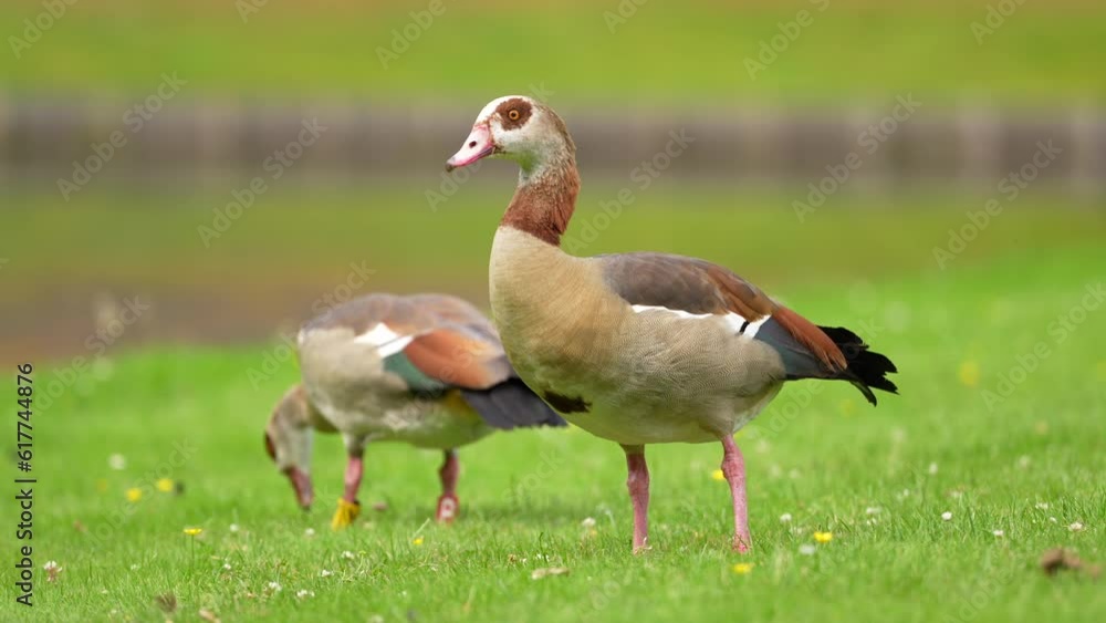 4K video with two Nile Egyptian Goose birds (Alopochen aegyptiaca) standing and eating on a green lawn grass. Common ducks birds video. 4K video with two Nile Egyptian Goose birds (Alopochen aegyptiaca) standing and eating on a green lawn grass. Common ducks birds video.